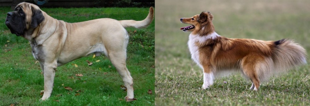 Shetland Sheepdog vs English Mastiff - Breed Comparison