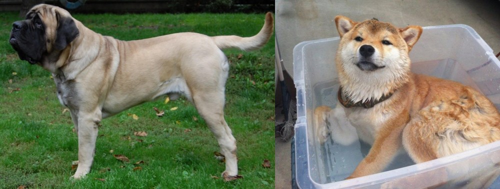 Shiba Inu vs English Mastiff - Breed Comparison