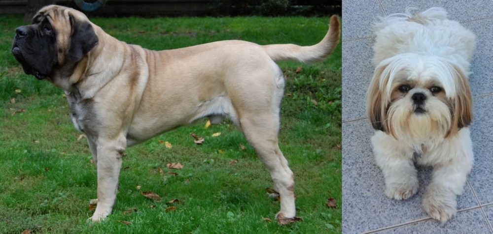 Shih Tzu vs English Mastiff - Breed Comparison