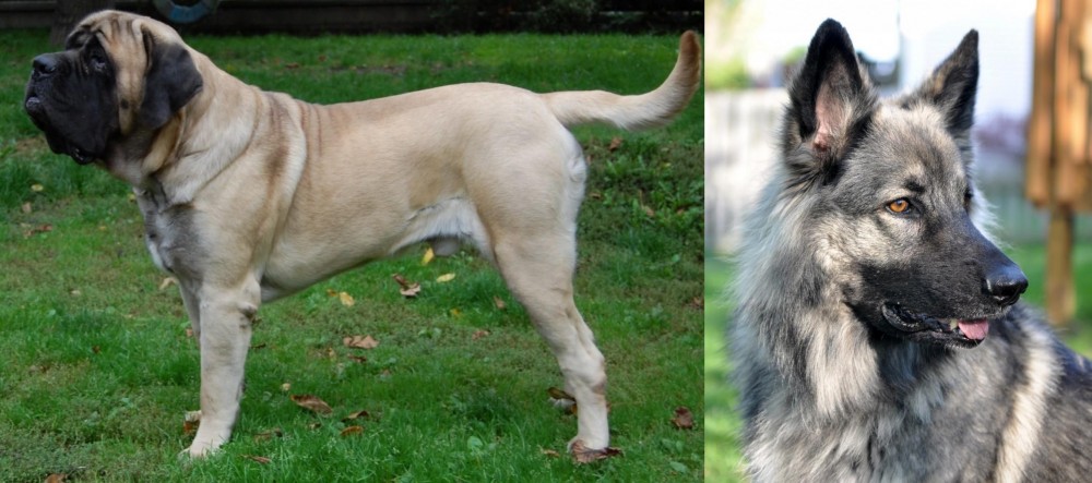 Shiloh Shepherd vs English Mastiff - Breed Comparison