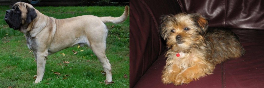 Shorkie vs English Mastiff - Breed Comparison