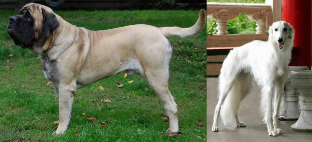 Silken Windhound vs English Mastiff - Breed Comparison