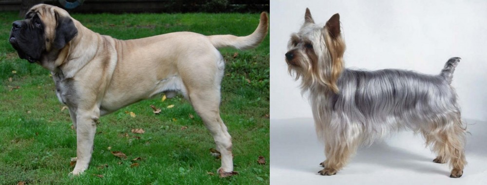 Silky Terrier vs English Mastiff - Breed Comparison