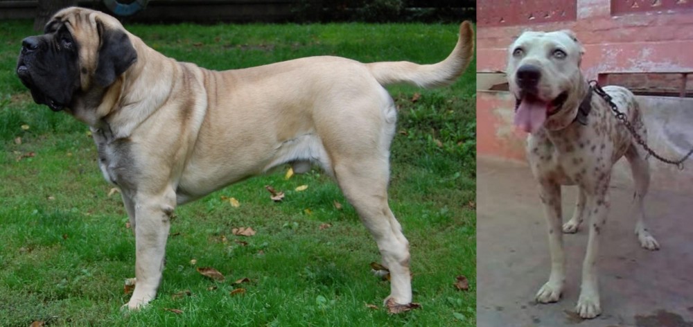 Sindh Mastiff vs English Mastiff - Breed Comparison
