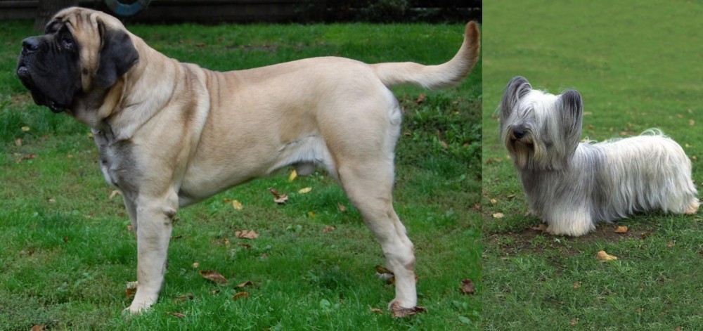 Skye Terrier vs English Mastiff - Breed Comparison