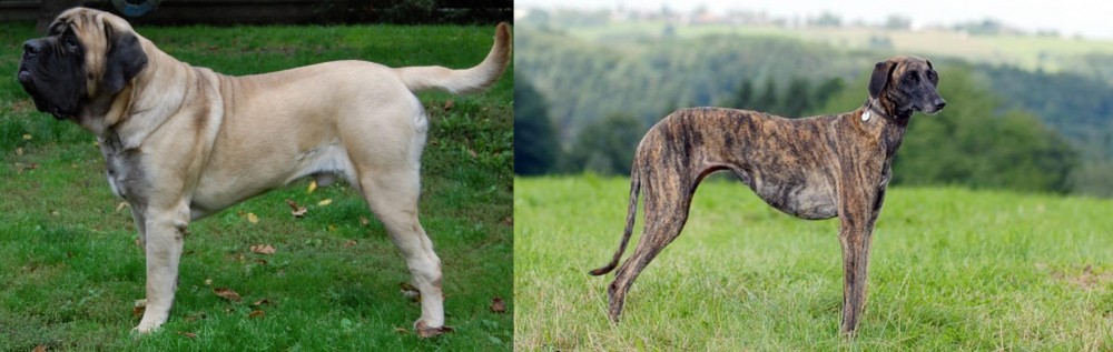 Sloughi vs English Mastiff - Breed Comparison