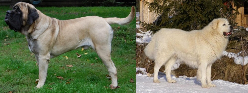Slovak Cuvac vs English Mastiff - Breed Comparison