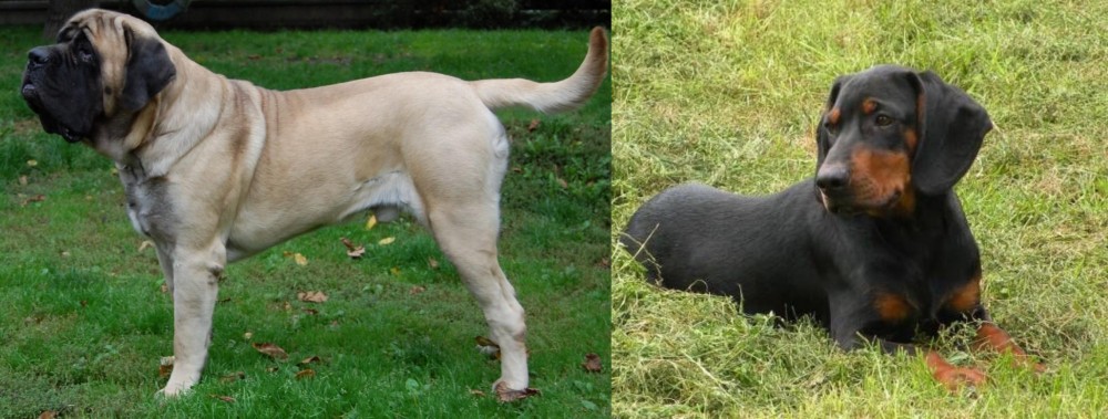 Slovakian Hound vs English Mastiff - Breed Comparison
