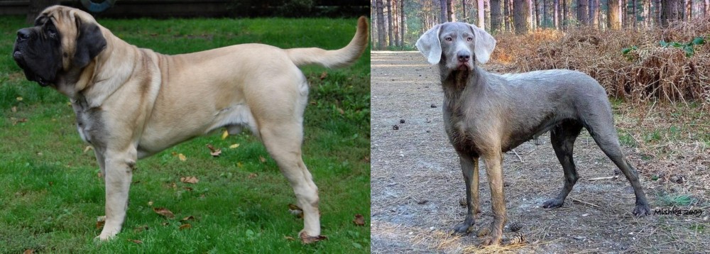 Slovensky Hrubosrsty Stavac vs English Mastiff - Breed Comparison
