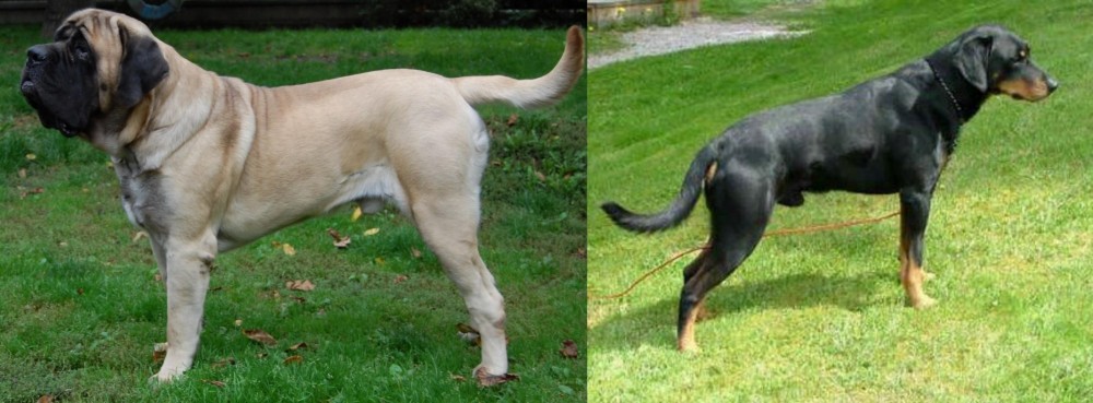 Smalandsstovare vs English Mastiff - Breed Comparison