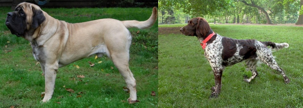 Small Munsterlander vs English Mastiff - Breed Comparison