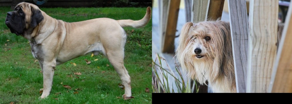 Smithfield vs English Mastiff - Breed Comparison
