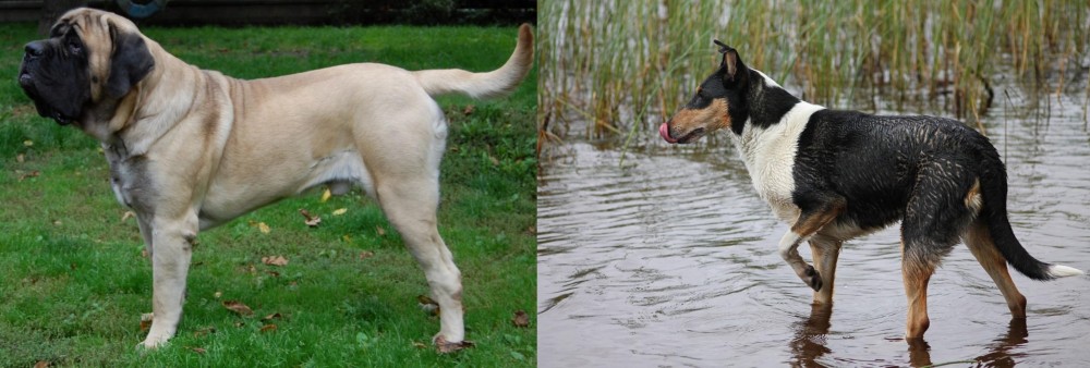 Smooth Collie vs English Mastiff - Breed Comparison