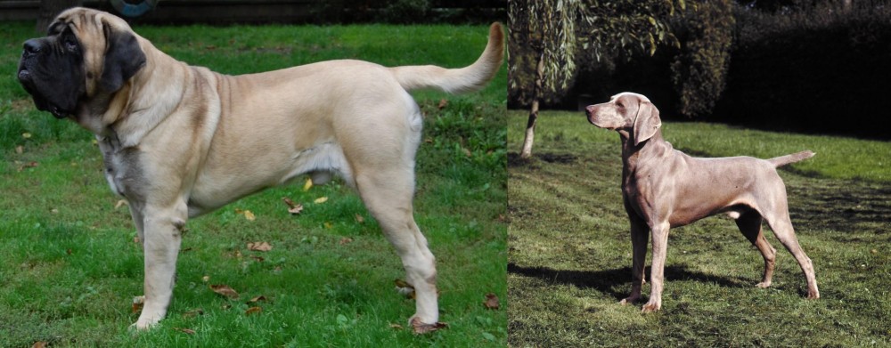Smooth Haired Weimaraner vs English Mastiff - Breed Comparison