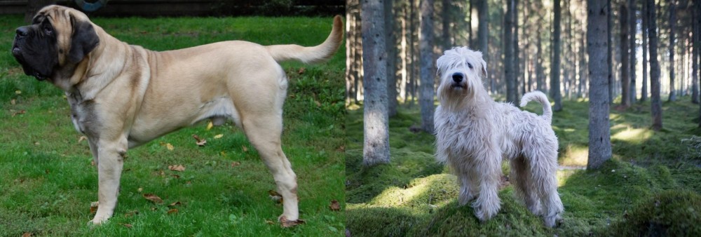 Soft-Coated Wheaten Terrier vs English Mastiff - Breed Comparison