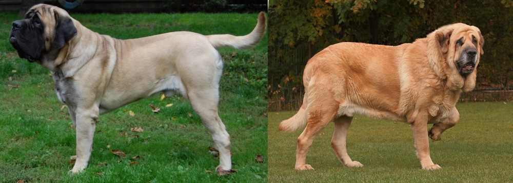 Spanish Mastiff vs English Mastiff - Breed Comparison