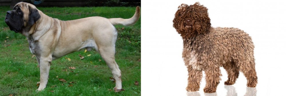 Spanish Water Dog vs English Mastiff - Breed Comparison