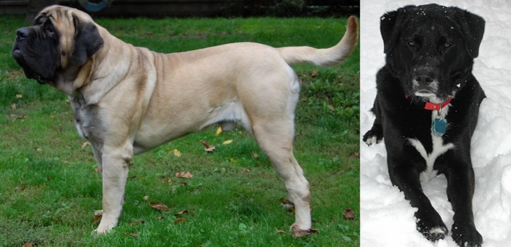 St. John's Water Dog vs English Mastiff - Breed Comparison