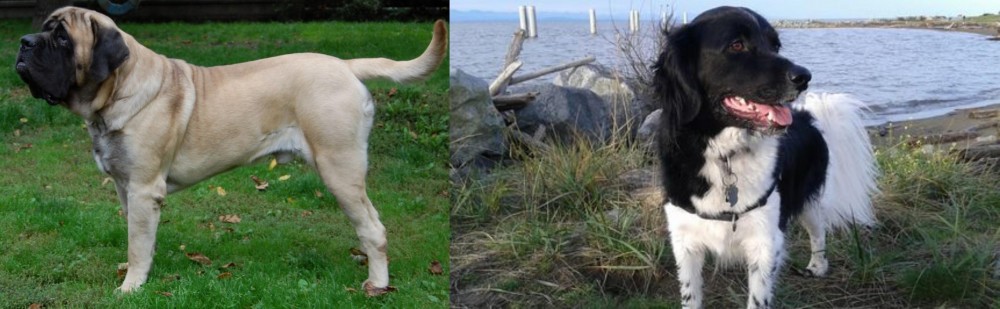 Stabyhoun vs English Mastiff - Breed Comparison