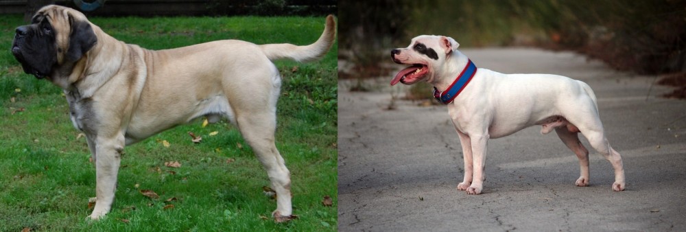 Staffordshire Bull Terrier vs English Mastiff - Breed Comparison