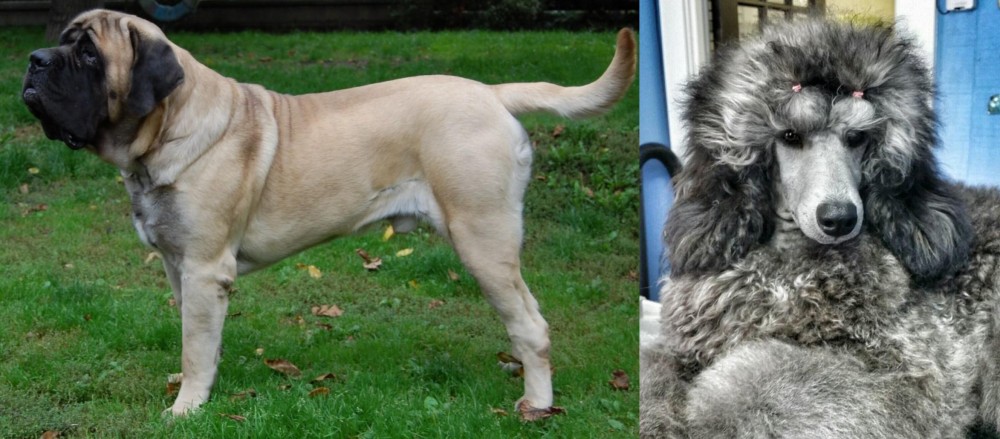 Standard Poodle vs English Mastiff - Breed Comparison