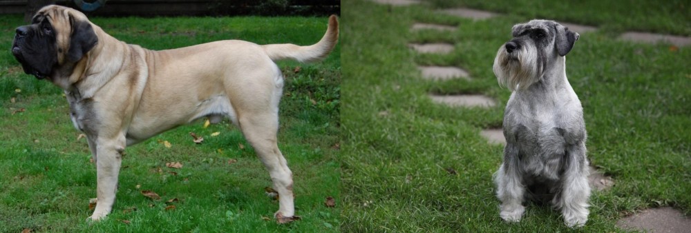 Standard Schnauzer vs English Mastiff - Breed Comparison