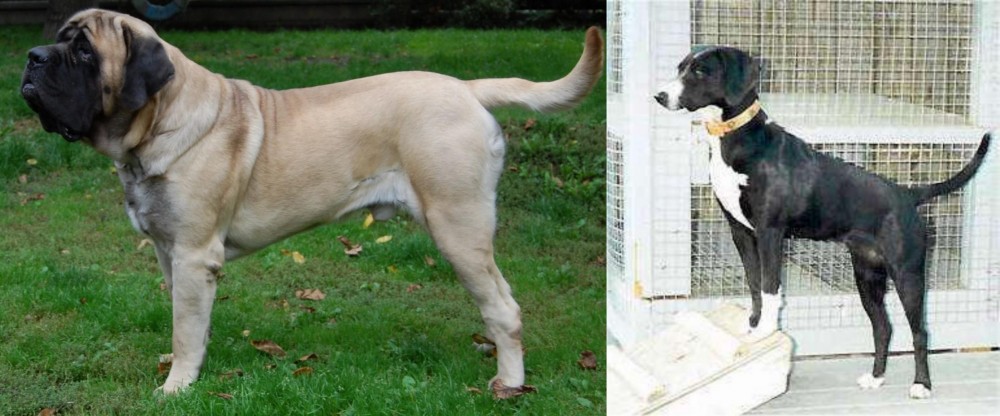 Stephens Stock vs English Mastiff - Breed Comparison