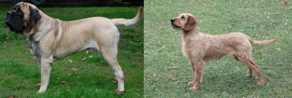 Styrian Coarse Haired Hound vs English Mastiff - Breed Comparison