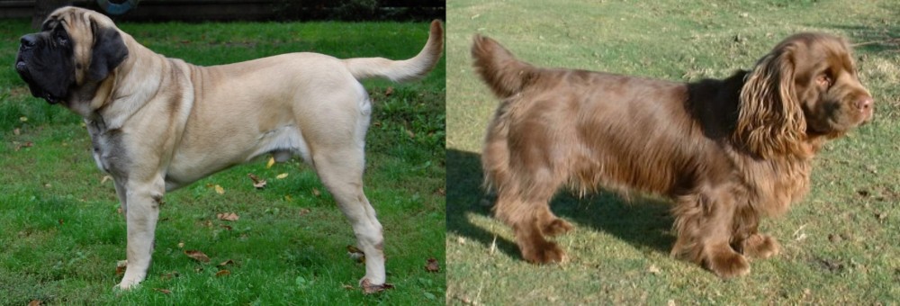Sussex Spaniel vs English Mastiff - Breed Comparison
