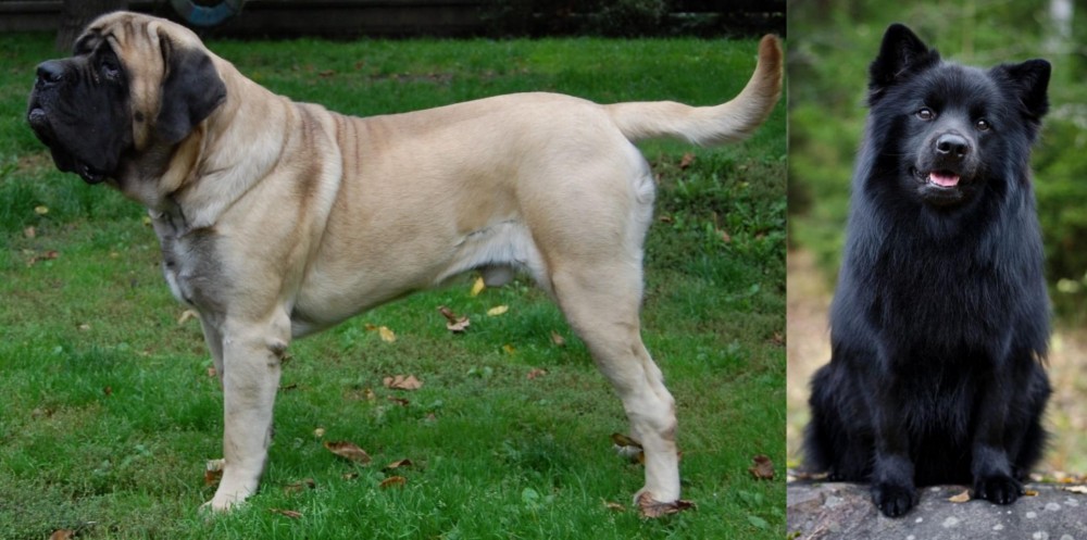 Swedish Lapphund vs English Mastiff - Breed Comparison