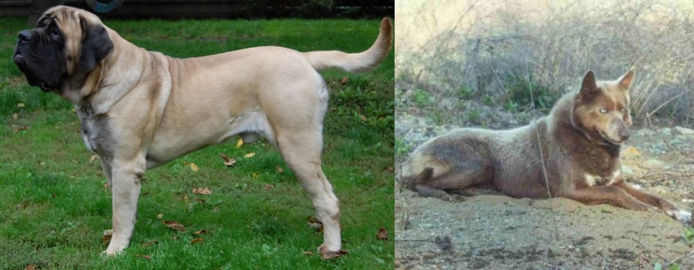 Tahltan Bear Dog vs English Mastiff - Breed Comparison