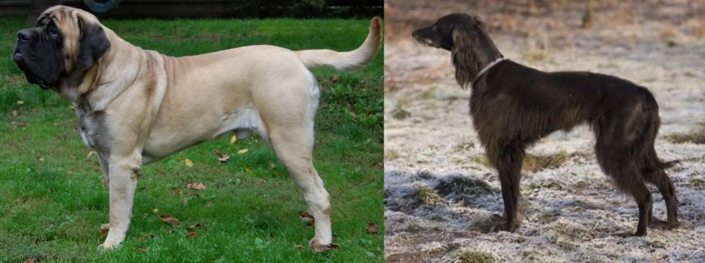 Taigan vs English Mastiff - Breed Comparison