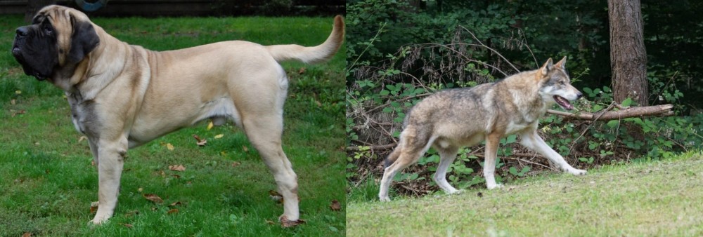 Tamaskan vs English Mastiff - Breed Comparison