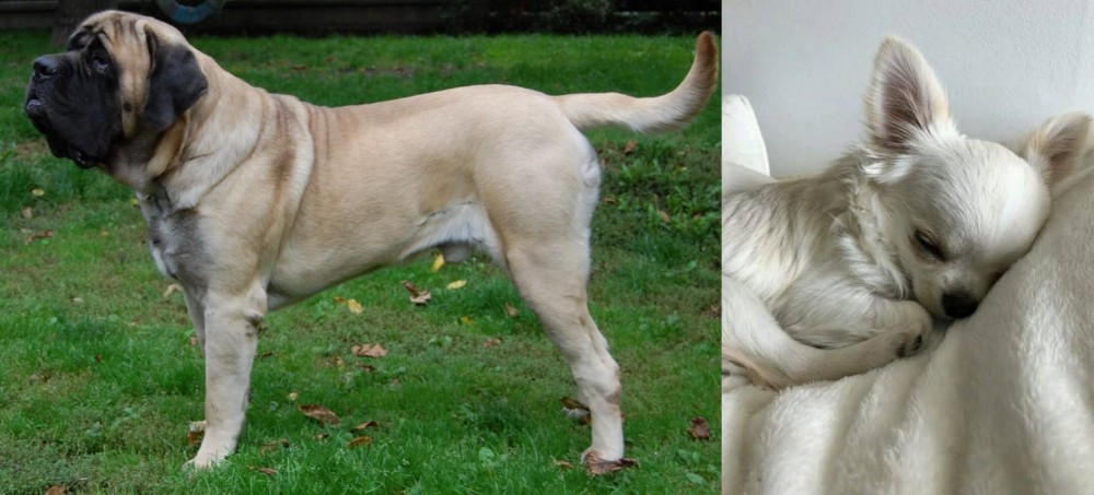 Tea Cup Chihuahua vs English Mastiff - Breed Comparison
