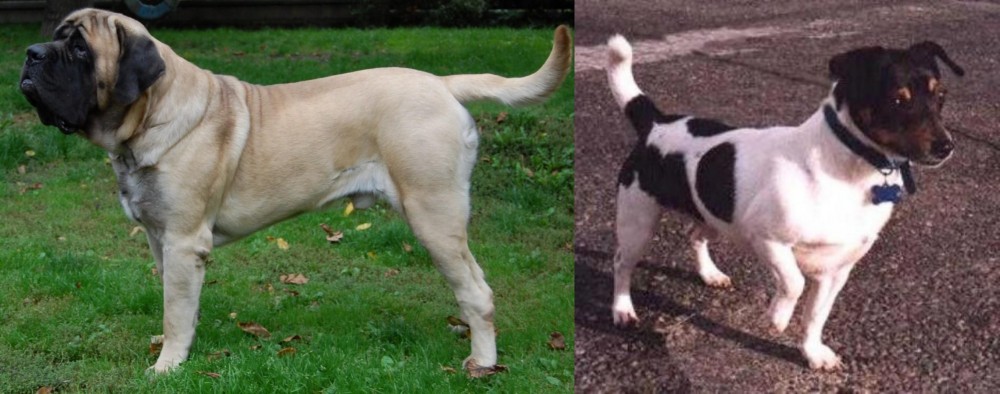 Teddy Roosevelt Terrier vs English Mastiff - Breed Comparison
