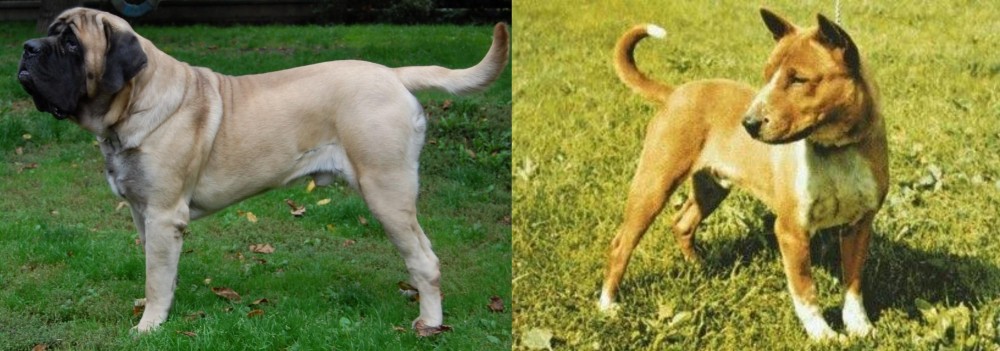 Telomian vs English Mastiff - Breed Comparison