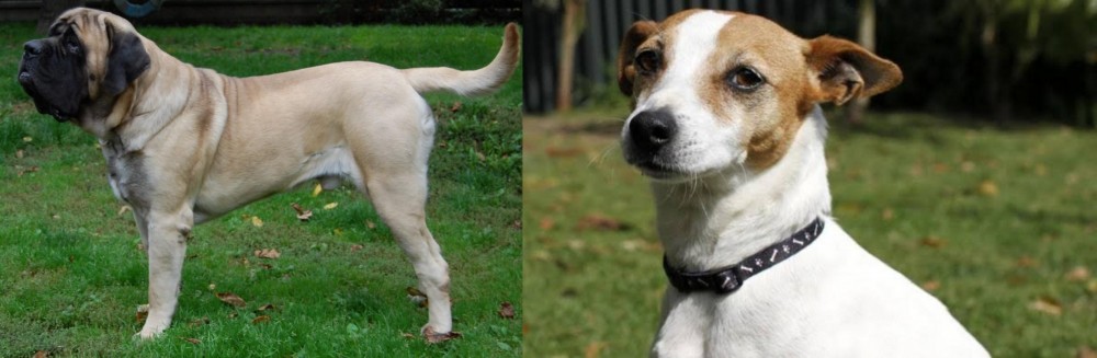 Tenterfield Terrier vs English Mastiff - Breed Comparison