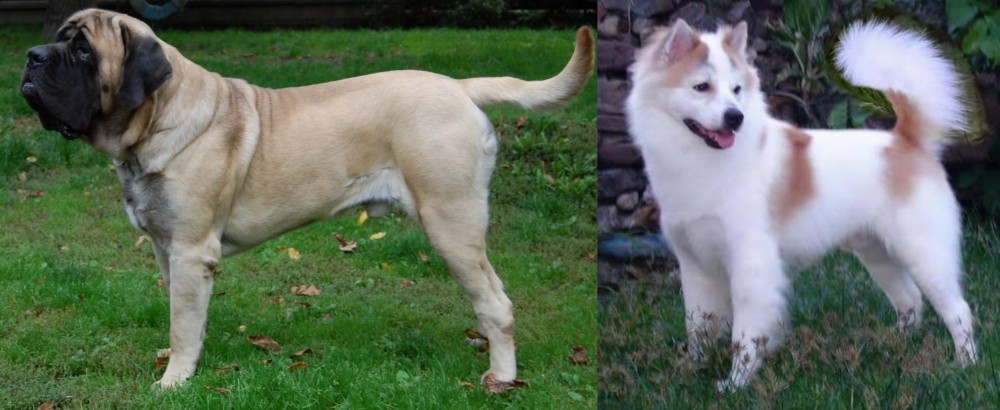 Thai Bangkaew vs English Mastiff - Breed Comparison