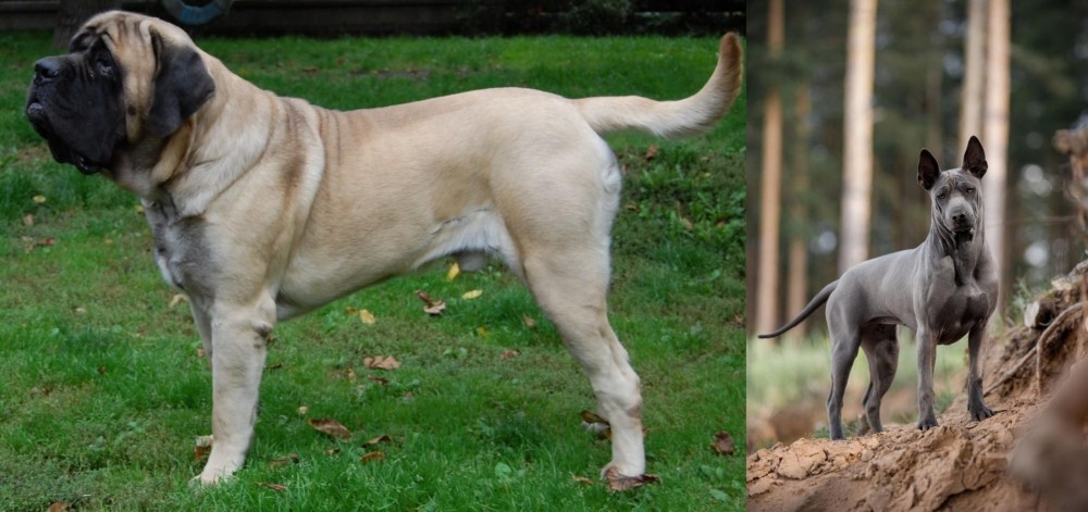 Thai Ridgeback vs English Mastiff - Breed Comparison