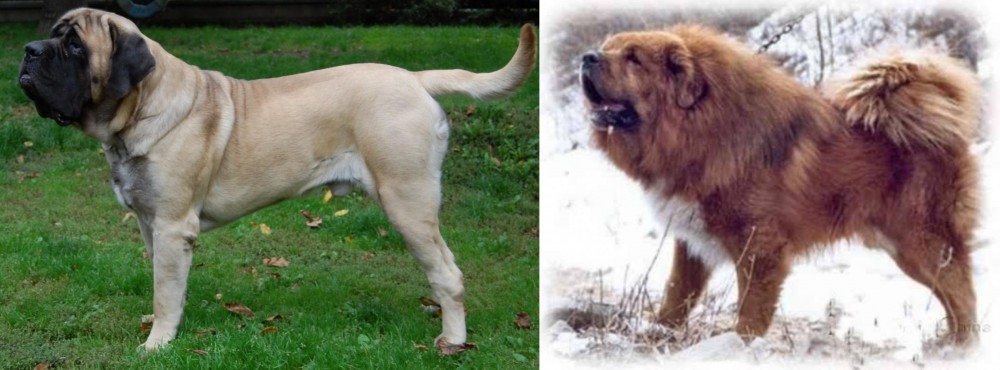 Tibetan Kyi Apso vs English Mastiff - Breed Comparison