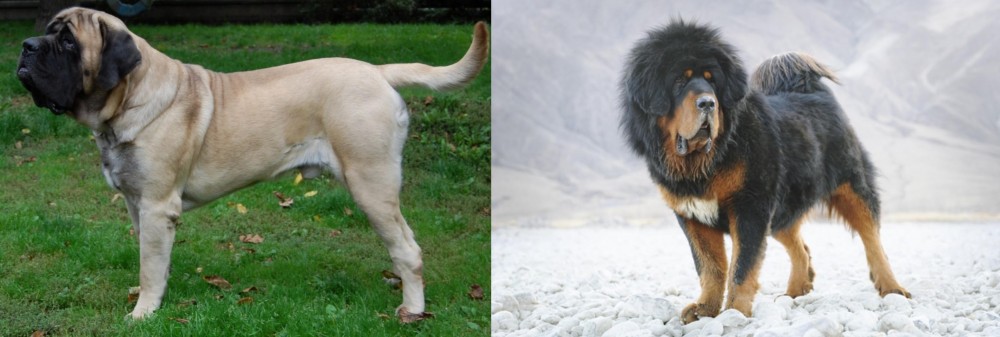 Tibetan Mastiff vs English Mastiff - Breed Comparison