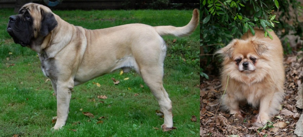 Tibetan Spaniel vs English Mastiff - Breed Comparison