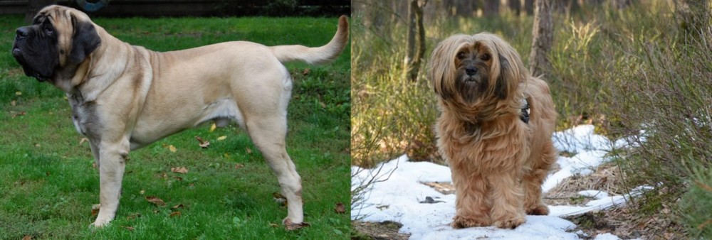 Tibetan Terrier vs English Mastiff - Breed Comparison
