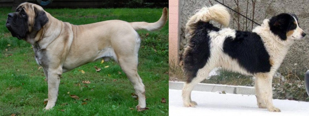 Tornjak vs English Mastiff - Breed Comparison