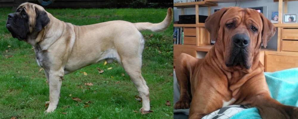 Tosa vs English Mastiff - Breed Comparison