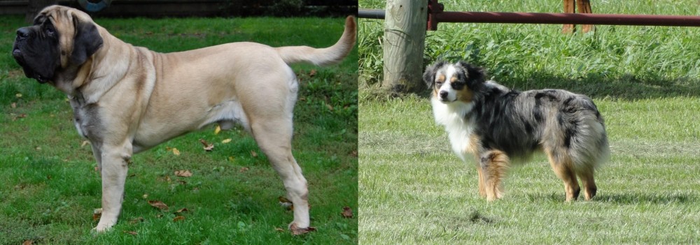 Toy Australian Shepherd vs English Mastiff - Breed Comparison