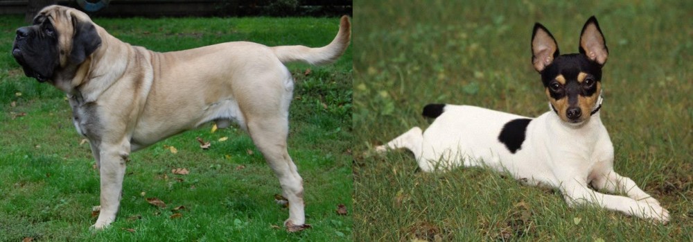Toy Fox Terrier vs English Mastiff - Breed Comparison