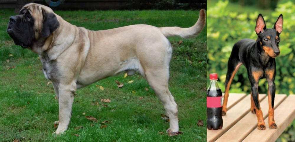 Toy Manchester Terrier vs English Mastiff - Breed Comparison