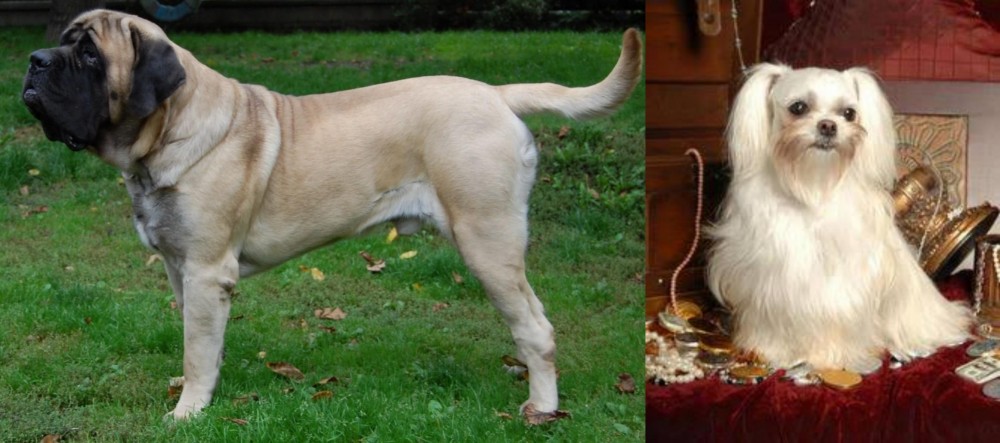 Toy Mi-Ki vs English Mastiff - Breed Comparison