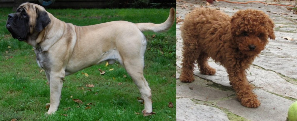 Toy Poodle vs English Mastiff - Breed Comparison